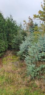 Kerstbomen tekoop 6 dec  7 dec  geheel dag, Tuin en Terras, Planten | Bomen, Overige soorten, Minder dan 100 cm, Zomer, Ophalen