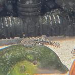 Sewellia Lineolata, Dieren en Toebehoren, Vissen | Aquariumvissen, Vis, Zoetwatervis