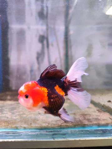Leeuwenkop tricolor ongeveer 10 cm desgewenst bezorgd beschikbaar voor biedingen