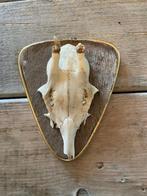 Vintage wanddecoratie. Kleine herten schedel. Gewei ree., Antiek en Kunst, Ophalen
