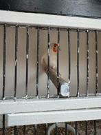 Putters kanaries, Dieren en Toebehoren, Meerdere dieren, Wildzangvogel, Geringd