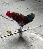 Marans haan, 2,5 jaar oud., Mannelijk, Kip
