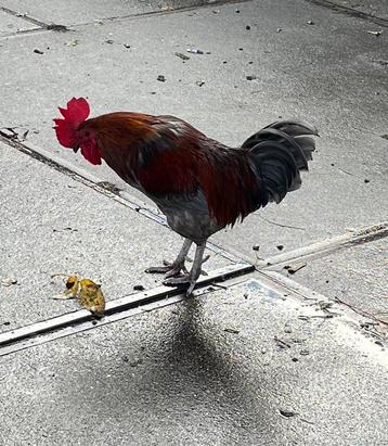 Marans haan, 2,5 jaar oud. beschikbaar voor biedingen