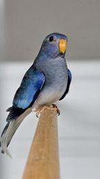 Splendid, Dieren en Toebehoren, Vogels | Parkieten en Papegaaien, Vrouwelijk, Parkiet, Geringd