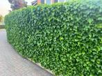 HEDERA, KLIMOP, 200 cm hoog € 6,95 en € 8,95 p.st. NU -25%, Tuin en Terras, Planten | Tuinplanten, Halfschaduw, Vaste plant, Herfst