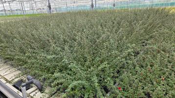 Cotoneaster Miranda - dwergmispel - vaste plant 9cm pot beschikbaar voor biedingen