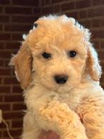 Super knappe Maltipoo pups ( mini Doodle ) Creme en abricot