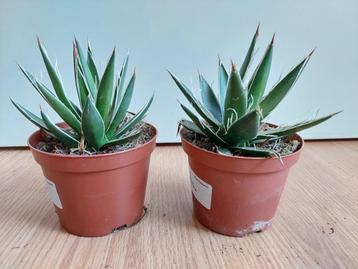 Mini Agave Filifera / Vetplant (binnen of buiten) H: 16 cm. beschikbaar voor biedingen