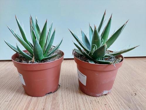 Mini Agave Filifera / Vetplant (binnen of buiten) H: 16 cm., Huis en Inrichting, Kamerplanten, Vetplant, Minder dan 100 cm, Groene kamerplant