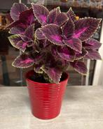 Hele mooie siernetel plant, Huis en Inrichting, Kamerplanten, Ophalen of Verzenden, Overige soorten, Minder dan 100 cm
