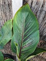 Musa thoussand fingers en veel meer!, Tuin en Terras, Ophalen of Verzenden, Minder dan 100 cm, Overige soorten, Zomer