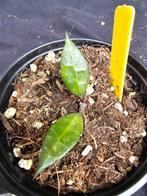 Hoya lacunosa black spp west Java, Overige soorten, In pot, Minder dan 100 cm, Bloeiende kamerplant