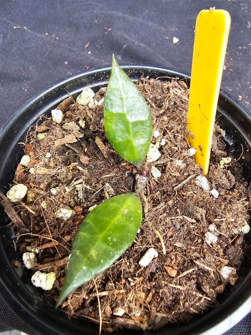Hoya lacunosa black spp west Java, Huis en Inrichting, Kamerplanten, Overige soorten, Minder dan 100 cm, Bloeiende kamerplant