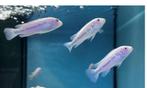 Pseudotropheus socolofi albino Malawi Cichliden Mbuna, Vis, Zoetwatervis, Schoolvis