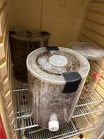 Bladsnijders mieren Atta cephalotes 2 schimmel cilinders, Dieren en Toebehoren, Mieren