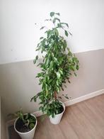Ficus benjamina kamerplant 160cm incl pot, evt te bezorgen*, Huis en Inrichting, Ficus, In pot, 150 tot 200 cm, Groene kamerplant