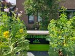 tuinplanten oa doornloze braam, aster, guldenroede, jasmijn, Tuin en Terras, Planten | Tuinplanten, Ophalen, Overige soorten