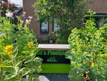 tuinplanten doornloze braam, aster, vlinderstruik, bes, etc beschikbaar voor biedingen