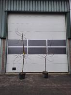 Appelbomen | Nu planten, deze zomer plukken!, Ophalen, Lente, Volle zon, In pot