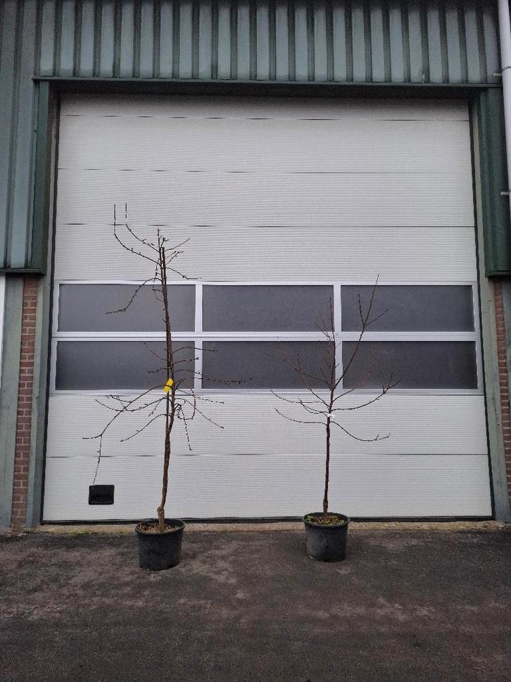 Appelbomen | Nu planten, deze zomer plukken!, Tuin en Terras, Planten | Fruitbomen, Appelboom, 100 tot 250 cm, Volle zon, Lente