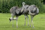 Te koop trio nandoes, Dieren en Toebehoren, Pluimvee, Meerdere dieren, Overige soorten