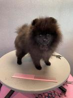 Knap Pomeranian pupje | Laatste van het nest | NL FCI stambo, Keeshond, Reu, 8 tot 15 weken, Eén hond
