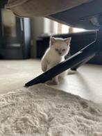 Nog 2 poesjes!! Britse korthaar kittens, Meerdere dieren