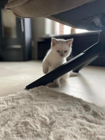 Nog 2 poesjes!! Britse korthaar kittens beschikbaar voor biedingen