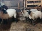 3 mooie ooien, Dieren en Toebehoren, Schapen, Geiten en Varkens, Vrouwelijk, Schaap