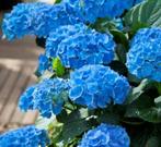 GEZOCHT: hortensia, Tuin en Terras, Vaste plant, Halfschaduw, Zomer, Ophalen