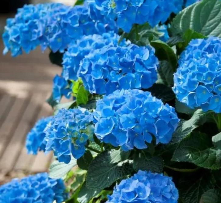 GEZOCHT: hortensia, Tuin en Terras, Planten | Tuinplanten, Vaste plant, Overige soorten, Halfschaduw, Zomer, Ophalen