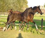 Mooi zwart hengst veulen van One Million x Wynton te koop, Dieren en Toebehoren, Paarden, Minder dan 160 cm, Niet van toepassing