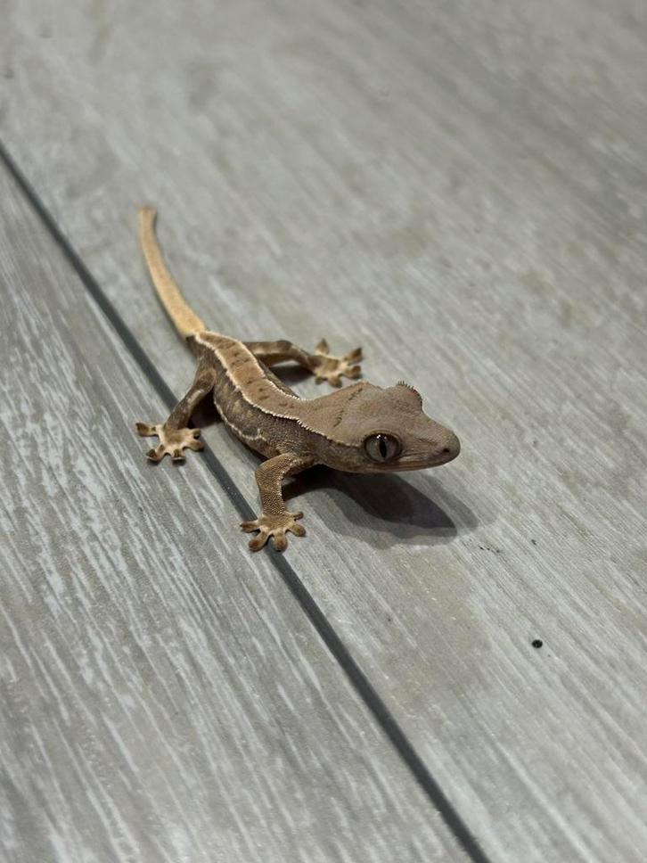 Wimper gekko - crested gecko lilly white