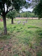 ganzen of gans, Meerdere dieren, Gans of Zwaan