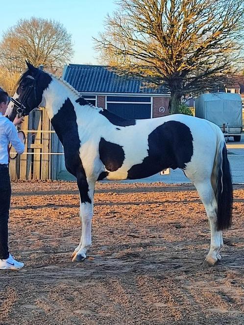 Ter dekking Oliver !, Dieren en Toebehoren, Paarden en Pony's | Dekhengsten en Fokmerries, Hengst