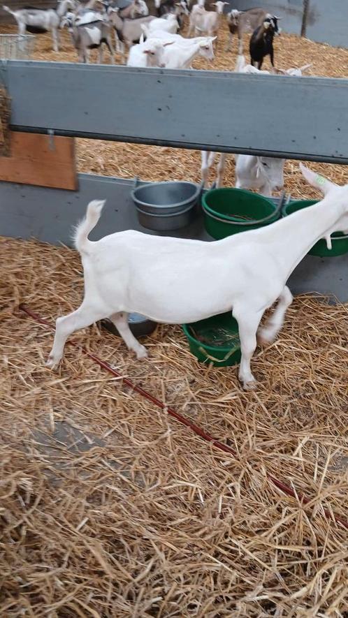 Mooie dekbokjes te koop CAE CL vrij, Dieren en Toebehoren, Schapen, Geiten en Varkens, Geit, Vrouwelijk