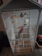 Pennantrosella, Dieren en Toebehoren, Mannelijk, Parkiet