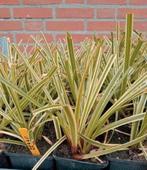 Carex morrowii ‘Ice Dance’ zegge, Tuin en Terras, Ophalen, Zomer, Siergrassen, Halfschaduw