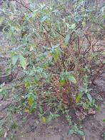 Vlinderstruiken vlinder struik vlinderstruik, Tuin en Terras, Ophalen, Vlinderstruik, Struik, 100 tot 250 cm