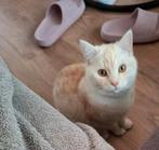 Sociale Britse Korthaar | Kater | Kitten, Dieren en Toebehoren, Katten en Kittens | Raskatten | Korthaar, Kater, Gechipt