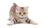 Ik ben op zoek naar een kitten, Dieren en Toebehoren, Katten en Kittens | Overige Katten, Kater, 0 tot 2 jaar