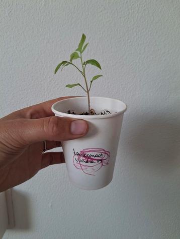 Moestuin plantjes o.a. tomaat, paprika, aubergine, kool beschikbaar voor biedingen