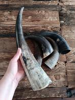 Echte Hoorns woondecoratie te koop, Huis en Inrichting, Woonaccessoires | Overige, Ophalen of Verzenden, Nieuw