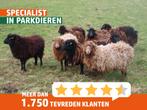Quessant schapen | Kleine schapen | Deskundig advies