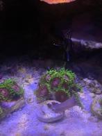 Verschillende koralen stekjes, Dieren en Toebehoren, Vissen | Aquariumvissen, Overige typen, Zoutwatervis