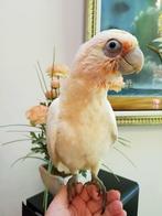 jonge kaketoes, Meerdere dieren, Papegaai, Pratend
