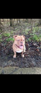 Ter dekking aangeboden Old English Bulldog, Reu, Eén hond, 3 tot 5 jaar, Nederland