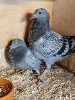 jonge duiven. ( mooi koppel lijn Loed Senden), Dieren en Toebehoren, Vogels | Duiven, Meerdere dieren, Postduif