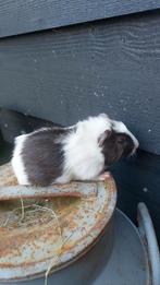 Cavia's, Dieren en Toebehoren, Knaagdieren, November, Mannelijk, Cavia
