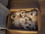 Siamees kittens, Dieren en Toebehoren, Meerdere dieren, Gechipt